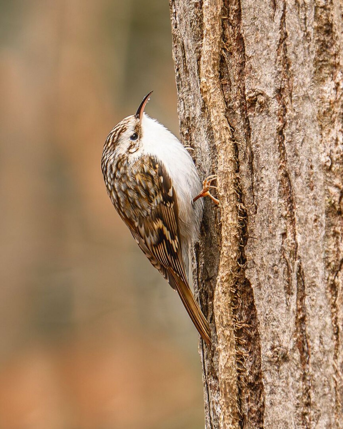 Mit krummem Schnabel und langer Hinterkralle ist der Waldbaumläufer bestens für die Nahrungssuche gerüstet. 