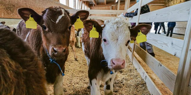 Im Kanton Bern werden Tränker wöchentlich versteigert und an der Auktion deutlich überboten.(Bild dj)