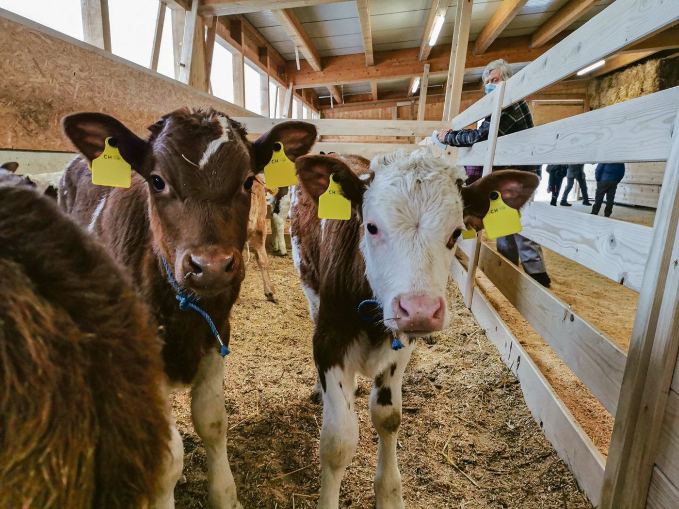 Im Kanton Bern werden Tränker wöchentlich versteigert und an der Auktion deutlich überboten.(Bild dj)