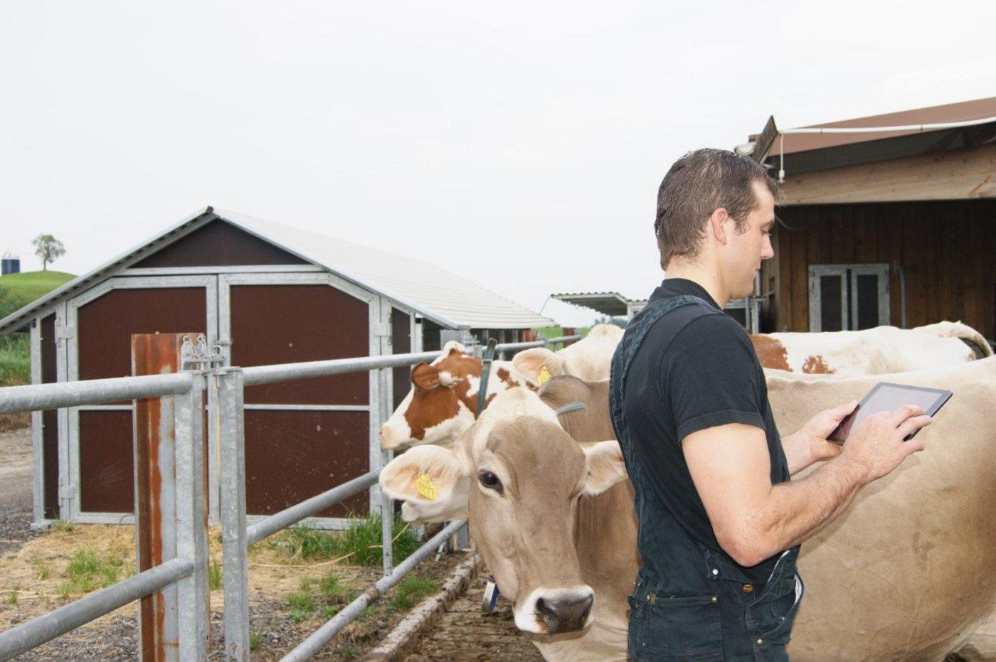 Jeder Landwirt mit einem Agate-Login kann die Herdemanagement-App SmartCow kostenlos nutzen. (Bild Swissgenetics)