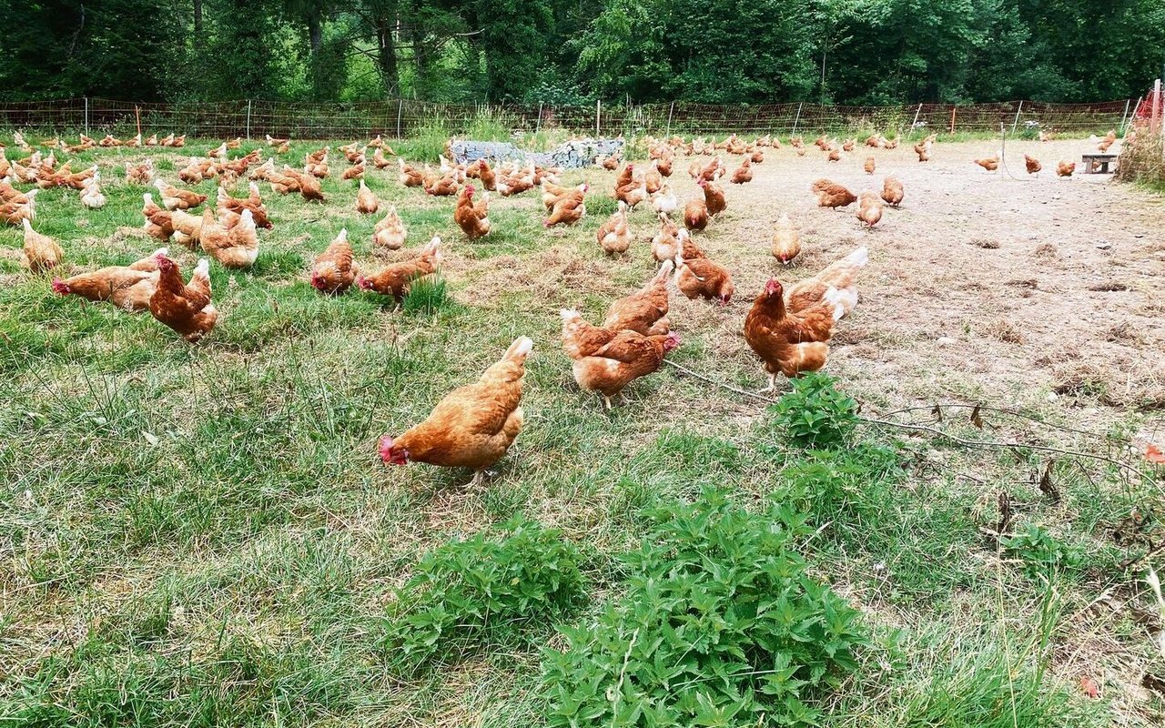 Die Hennen tummeln sich gerne auf der Weide. Als sie wegen der Vogelgrippe im Wintergarten bleiben mussten, verhielten sie sich friedlich. 