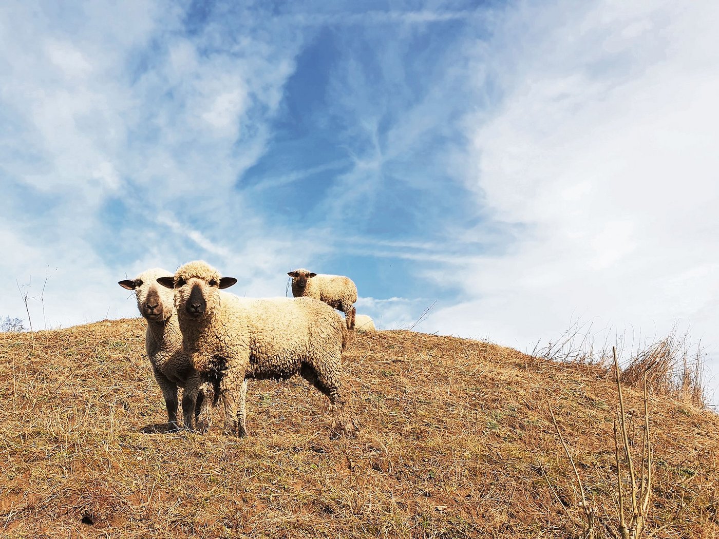 Wie geht es diesen Schafen? Tierhalter und Passantinnen beurteilen das nicht immer gleich. Die meisten Meldungen an den Veterinärdienst betreffen Tiere im Freien, vor allem Schafe. (Bild Ruth Aerni)