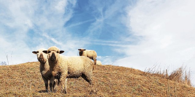 Wie geht es diesen Schafen? Tierhalter und Passantinnen beurteilen das nicht immer gleich. Die meisten Meldungen an den Veterinärdienst betreffen Tiere im Freien, vor allem Schafe. (Bild Ruth Aerni)