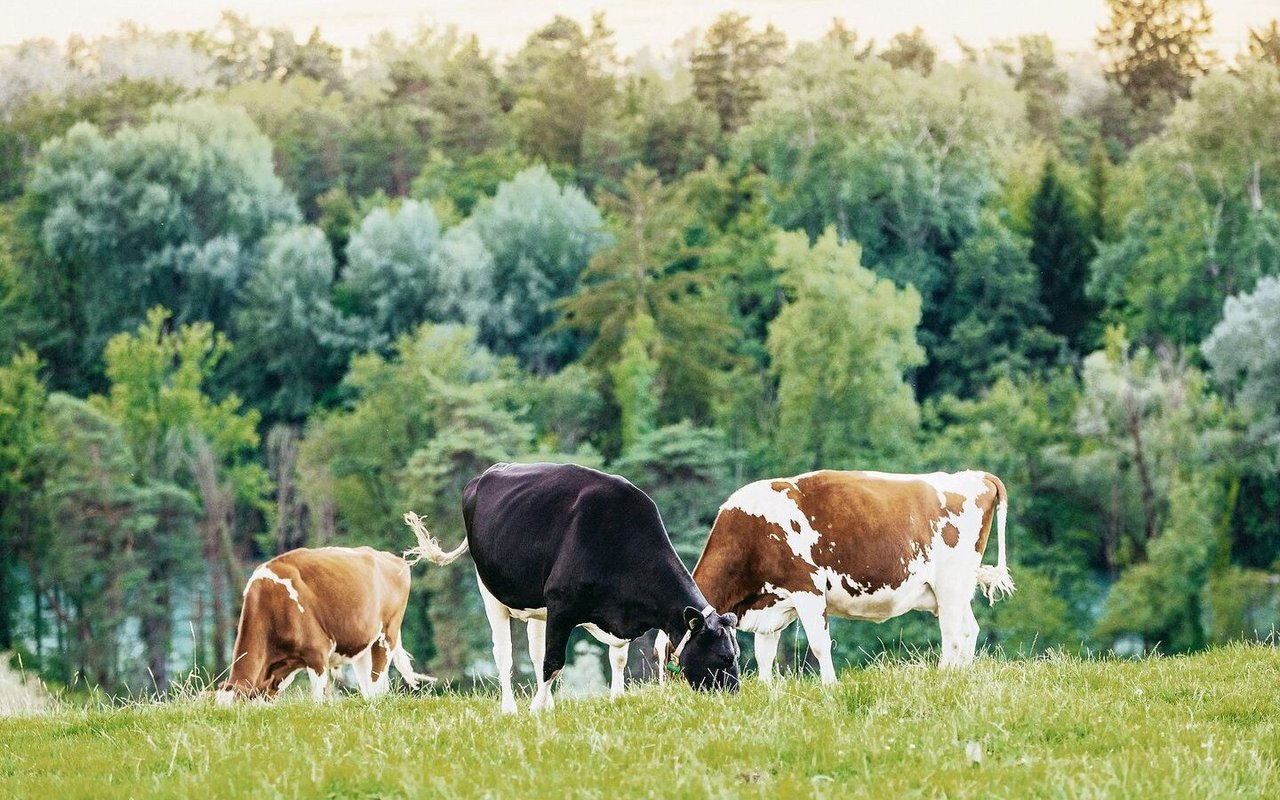 Wiesenmilch, die von weidenden Kühen erzählt, ist ein Flaggschiff der IP-Suisse. Nach langjähriger Platzierung in der Migros schaffte es die IP-Suisse-Milch 2020 in die Regale von Coop. 