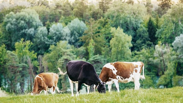 Wiesenmilch, die von weidenden Kühen erzählt, ist ein Flaggschiff der IP-Suisse. Nach langjähriger Platzierung in der Migros schaffte es die IP-Suisse-Milch 2020 in die Regale von Coop. 