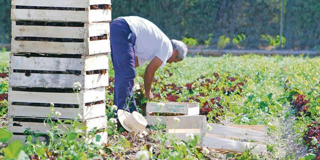 Wer Angestellte beschäftigt, Schweizer oder Ausländer, auch nur für temporäre Erntearbeiten, muss dieses Jahr mit Kontrollen rechnen. (Bild Fotalia)
