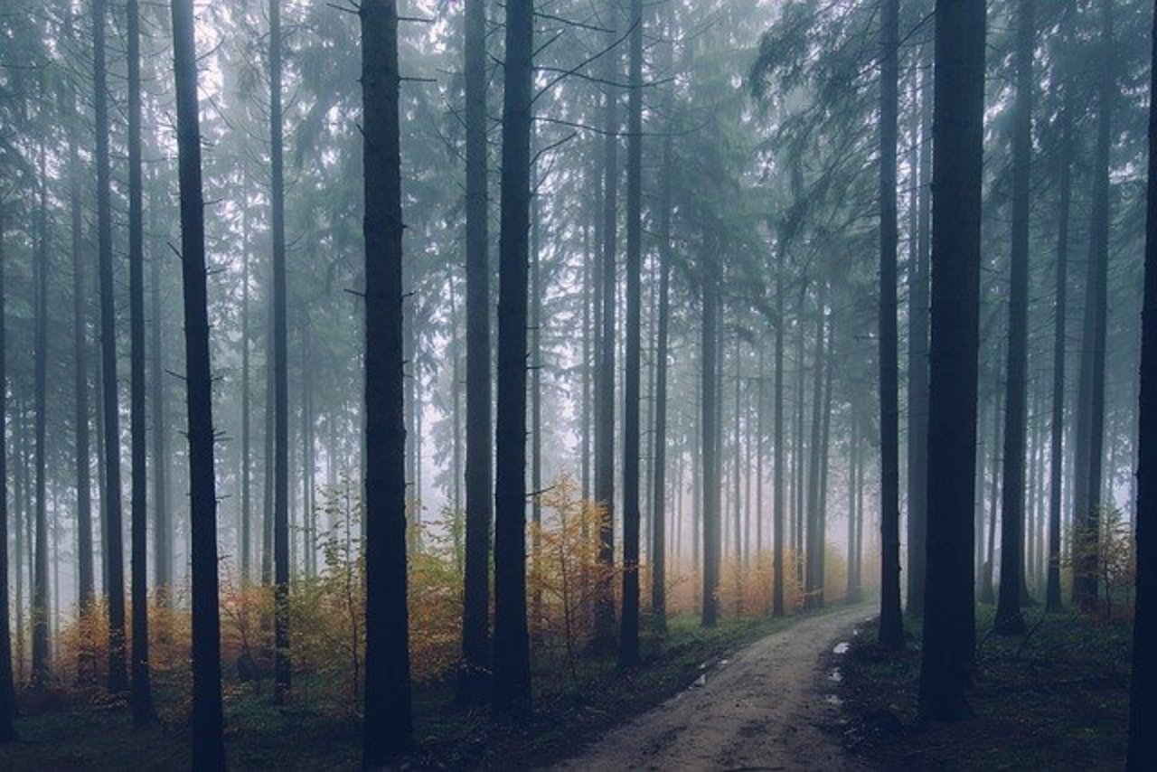 Der Klimawandel stellt Waldeigentümer vor Herausforderungen – eine Gesamtstrategie soll helfen. (Bild Pixabay)
