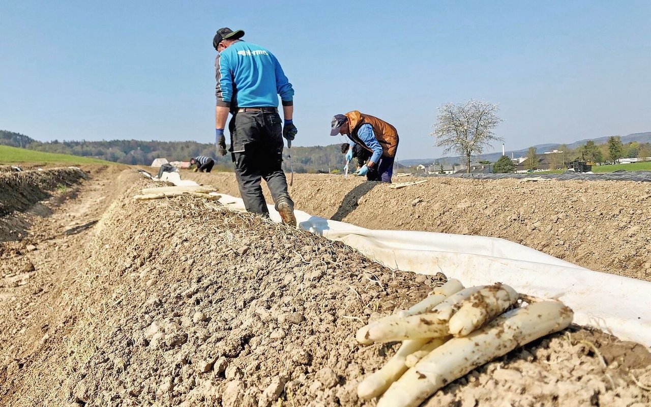 Erntehelfer zum Spargelstechen. Überbetrieblicher Einsatz von Arbeitskräften hat einige Tücken. 