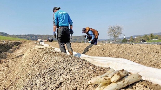 Erntehelfer zum Spar Erntehelfer zum Spargelstechen. Überbetrieblicher Einsatz von Arbeitskräften hat einige Tücken.