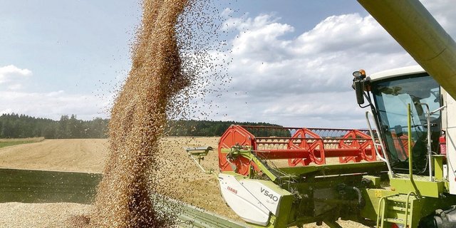Volle Wagen beim Weizen. Im Jahr 2023 lief es für den einen oder die andere beim Weizen gut. Andere Kulturen schnitten dafür weniger erfreulich ab. 