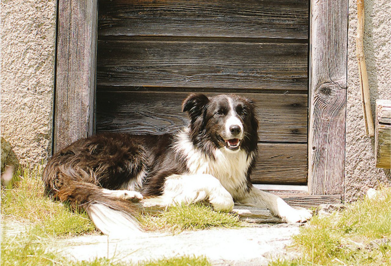 ... und im Sommer mit Hund Kira auf der Alp. (Bilder Damara Lenz)