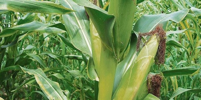 Noch steht der Mais auf den Feldern. Vielerorts präsentiert er sich in diesem Jahr schöner als im vergangenen Herbst.