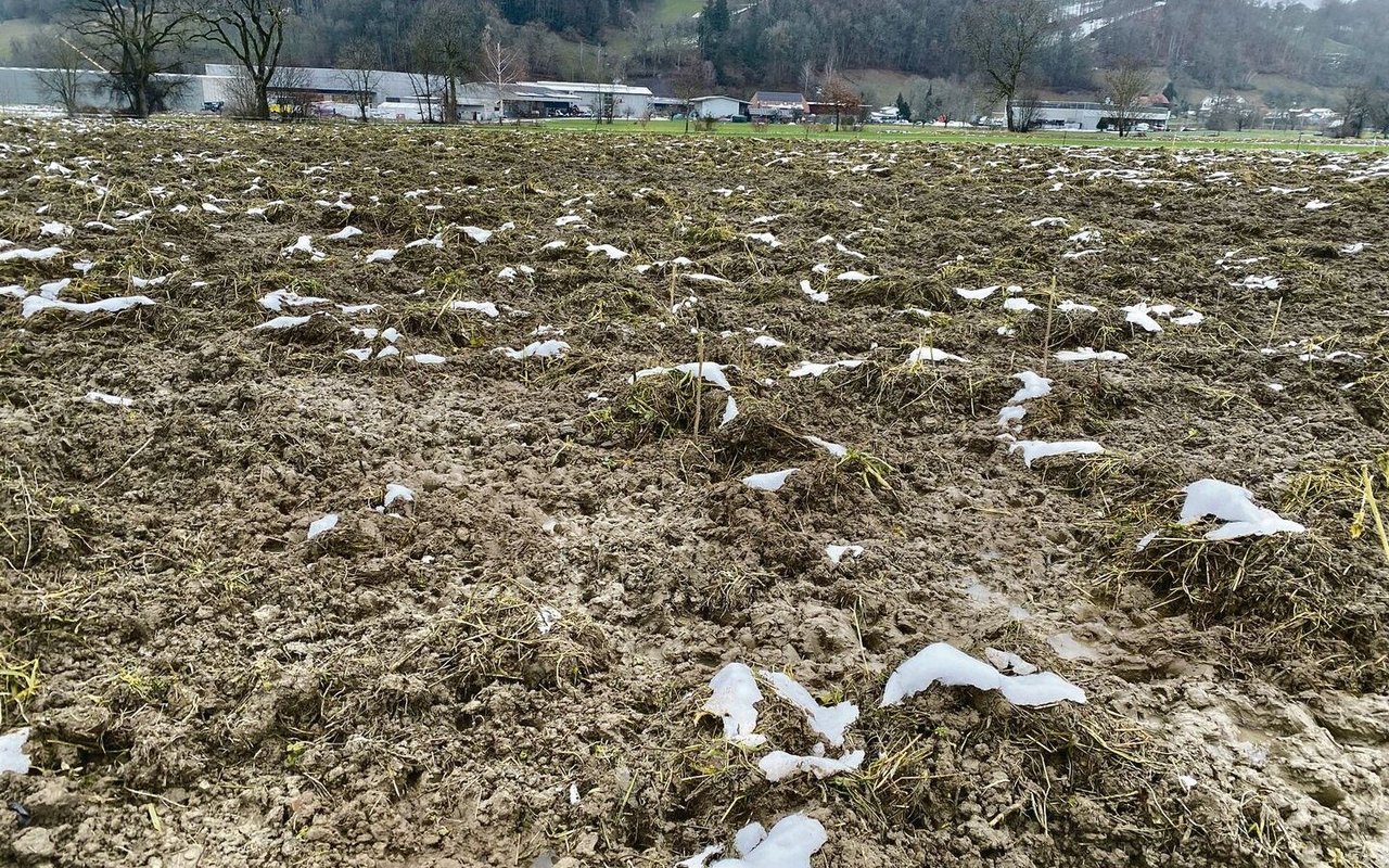 Und hier waren sie schon drin. So sieht eine Gründüngung nach einer Beweidung durch die Schweine aus.