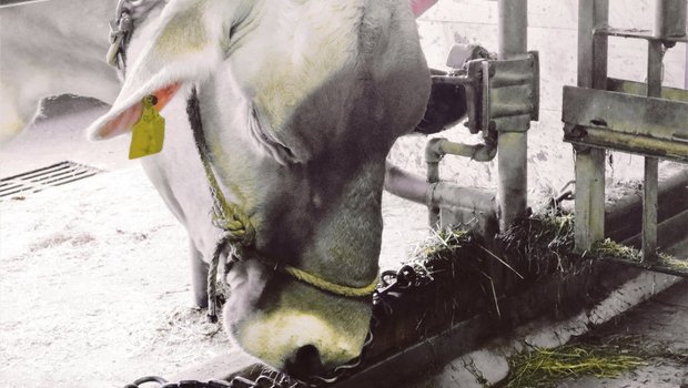 Die Kuh trägt einen satt anliegenden Halfter und zeigt Unwohlsein, indem sie die Nasenspitze gegen die Kette drückt. Anbindung verlängern und Halfter weg! (Bild cm)