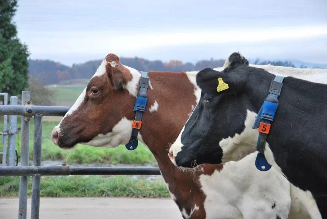 Ein Grossteil der Unterstützung fliesst in Systeme zur Aktivitätsmessung der Milchkühe. (Bild Grangeneuve)