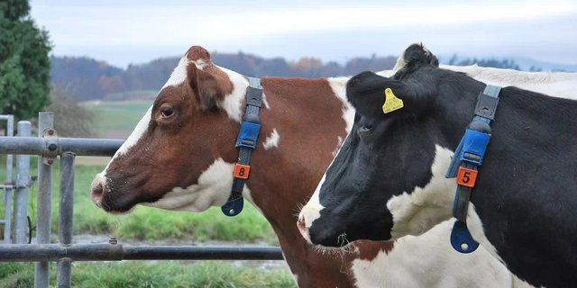 Ein Grossteil der Unterstützung fliesst in Systeme zur Aktivitätsmessung der Milchkühe. (Bild Grangeneuve)