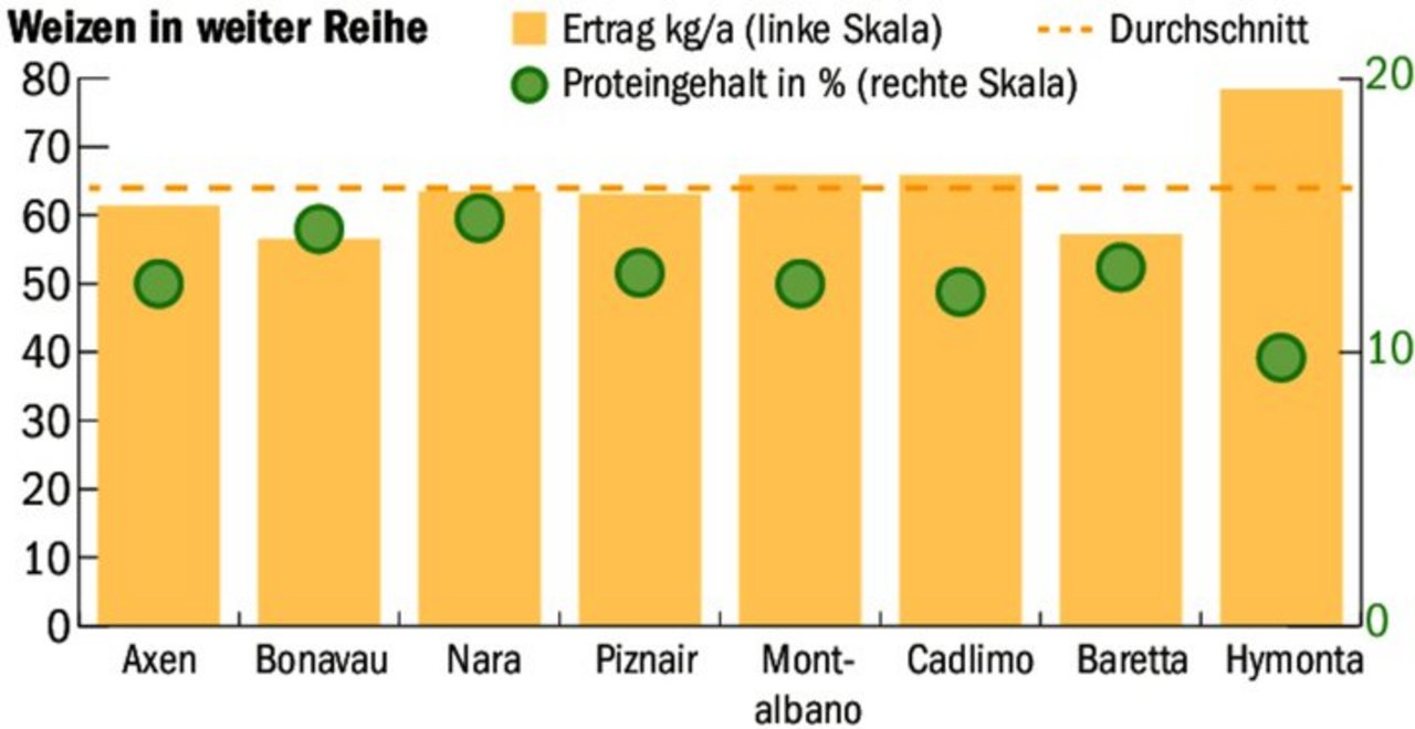 Für einen Spitzenertrag sorgte Hymonta. Aufgrund des tiefen Proteingehalts gilt sie in der Schweiz als Futterweizen.