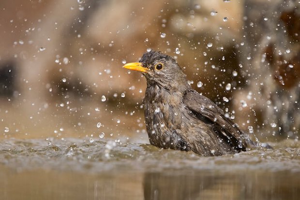 Auch Vögel schätzen an diesen heissen Tagen ein Bad. (Bild zVg)