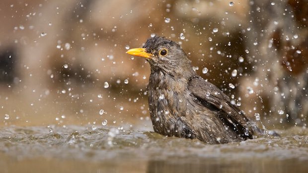 Auch Vögel schätzen an diesen heissen Tagen ein Bad. (Bild zVg)