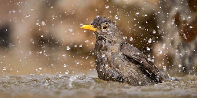 Auch Vögel schätzen an diesen heissen Tagen ein Bad. (Bild zVg)