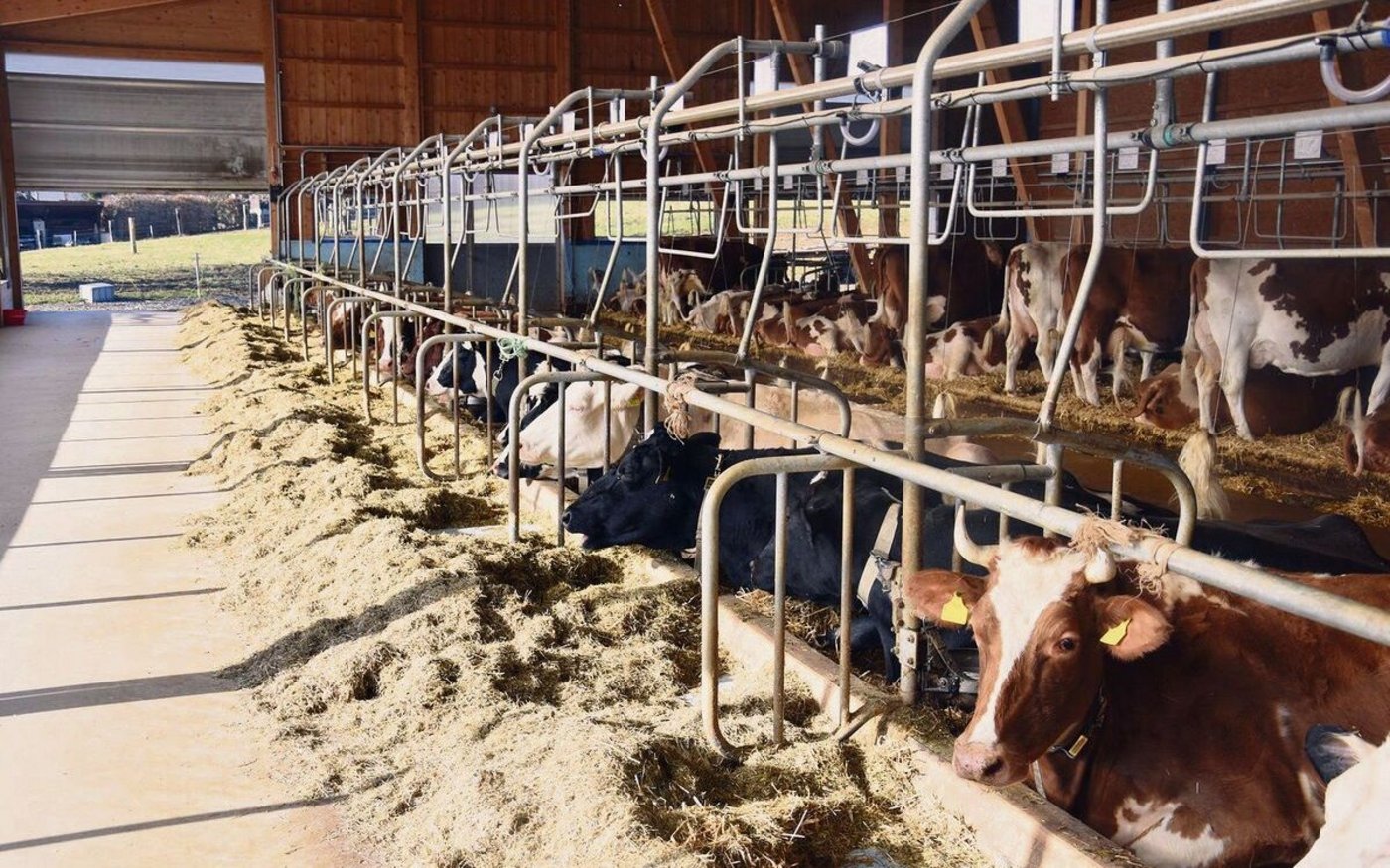 Eine Minderheit der WAK-S befürchtet, dass der Hörnerfranken indirekt den Bau von Anbindeställen fördert. Das würde nicht gerne gesehen. 