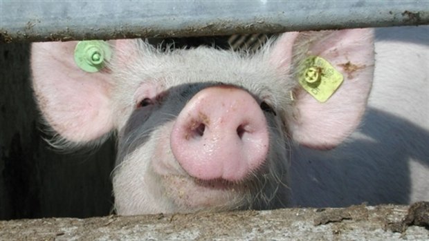 ASP vorbeugen: Hausschweine sollten gut beobachtet werden. (Bild BauZ)