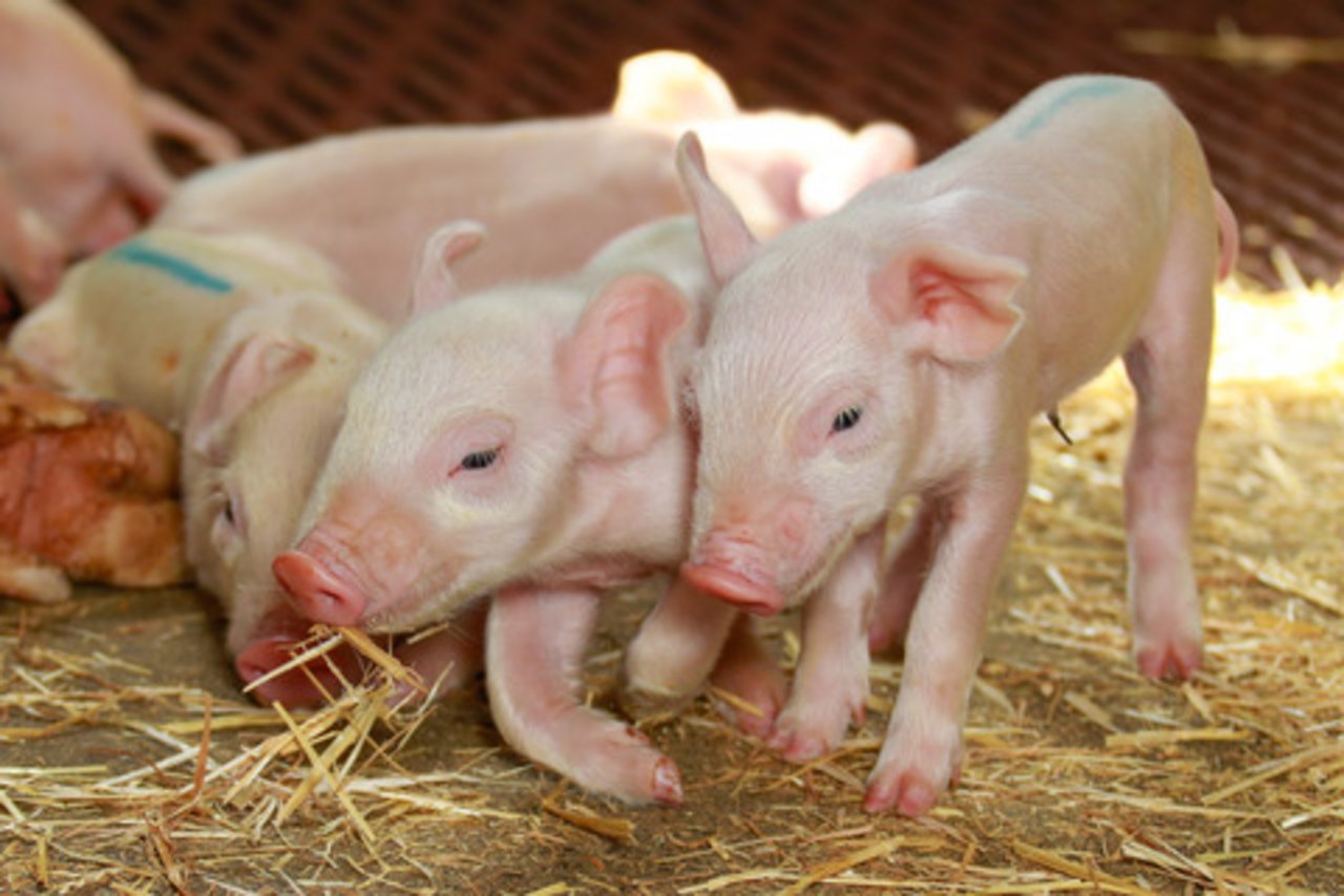 Weichmacher sind Hormonaktiv. Die Forscher entdeckten Veränderungen in den Genen der Schweine und in deren Nachwuchs. (Symbolbild Peter Röthlisberger) 