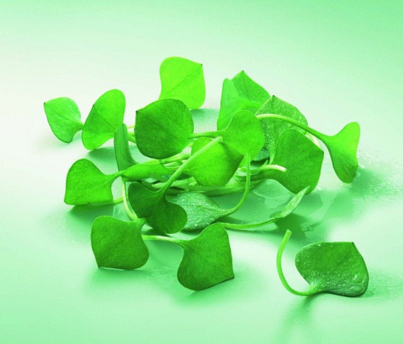 Portulak enthält viel Vitamin C und Vitamin E sowie Magnesium, Eisen und Kalzium. (Bild: zVg)