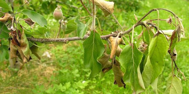 Feuerbrand kann grosse wirtschaftliche Schäden anrichten. Daher gilt es, schnell zu handeln. (Bild Acroscope)