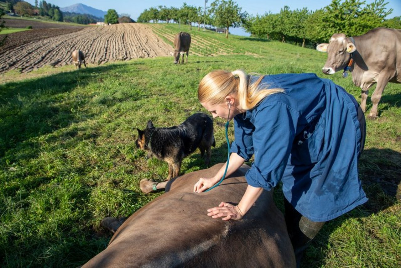 Neu ist nun auch der Rindergesundheitsdienst auf Verordnungsstufe geregelt.. (Symbolbild BauZ)