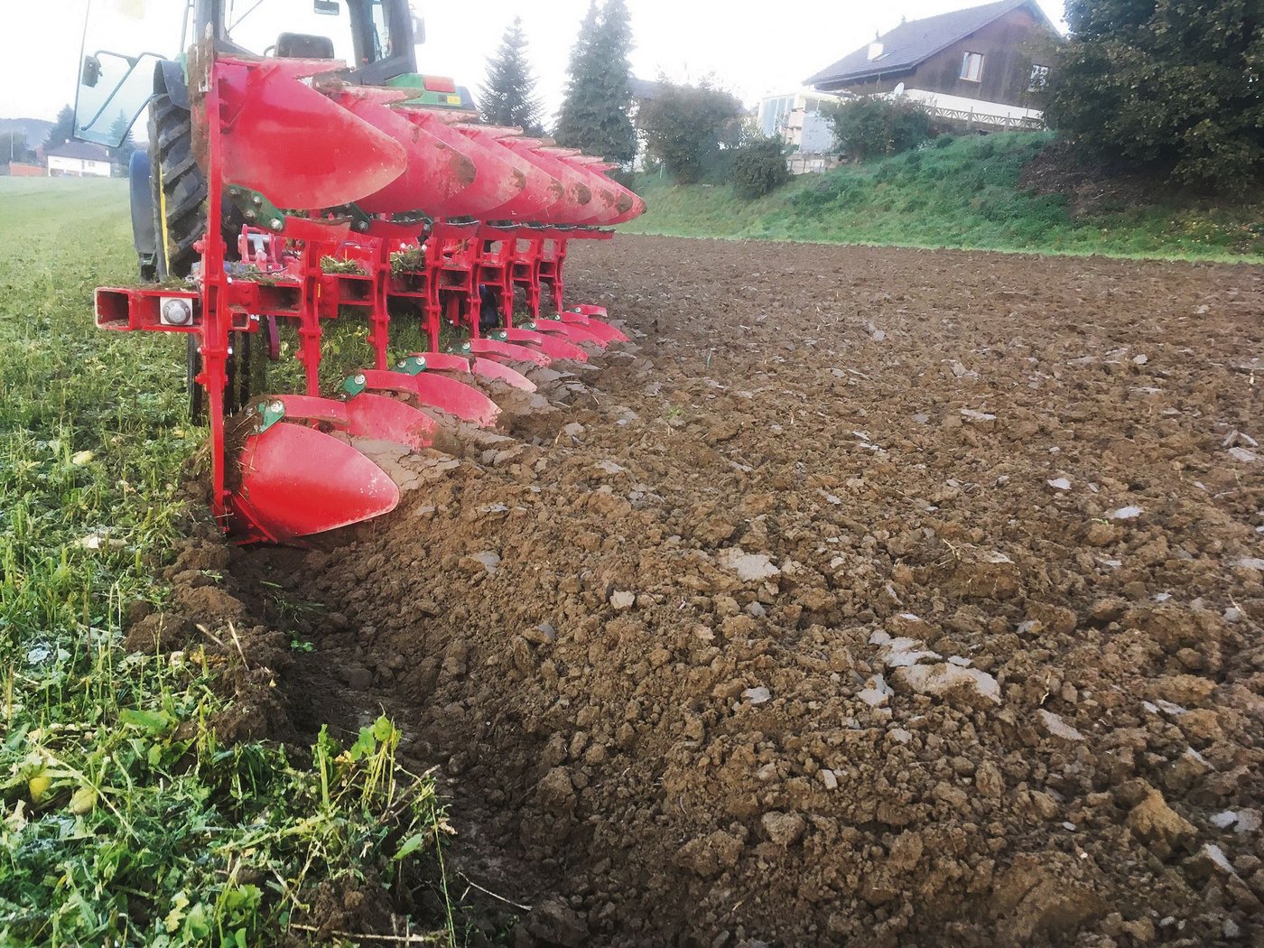 Mit dem Schälpflug wurde diese Gründüngung im Herbst umgepflügt. Nachher wurde Roggen angesät.(Bild pw)