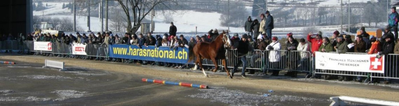 Die vorgeführten Kandidaten wurden auf ihre korrekte Abstammung väterlicherseits und auf mögliche Erbkrankheiten getestet. (Bild SFV)