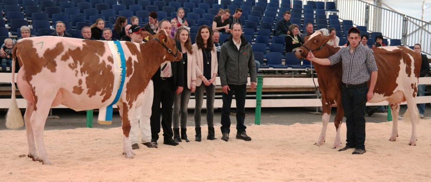 Miss Junior Fleckvieh, AMAZING ABSOLUTE von Egli Benedikt 6018 Buttisholz und die Vizemiss Junior Fleckvieh, VALLETTA BENTAL von Wittwer Fritz 6208 Oberkirch.