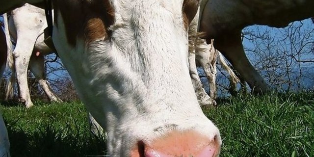 IP-Suisse-Landwirte können ihre GMF-Bilanz neu webbasiert berechnen. (Bild BauZ)