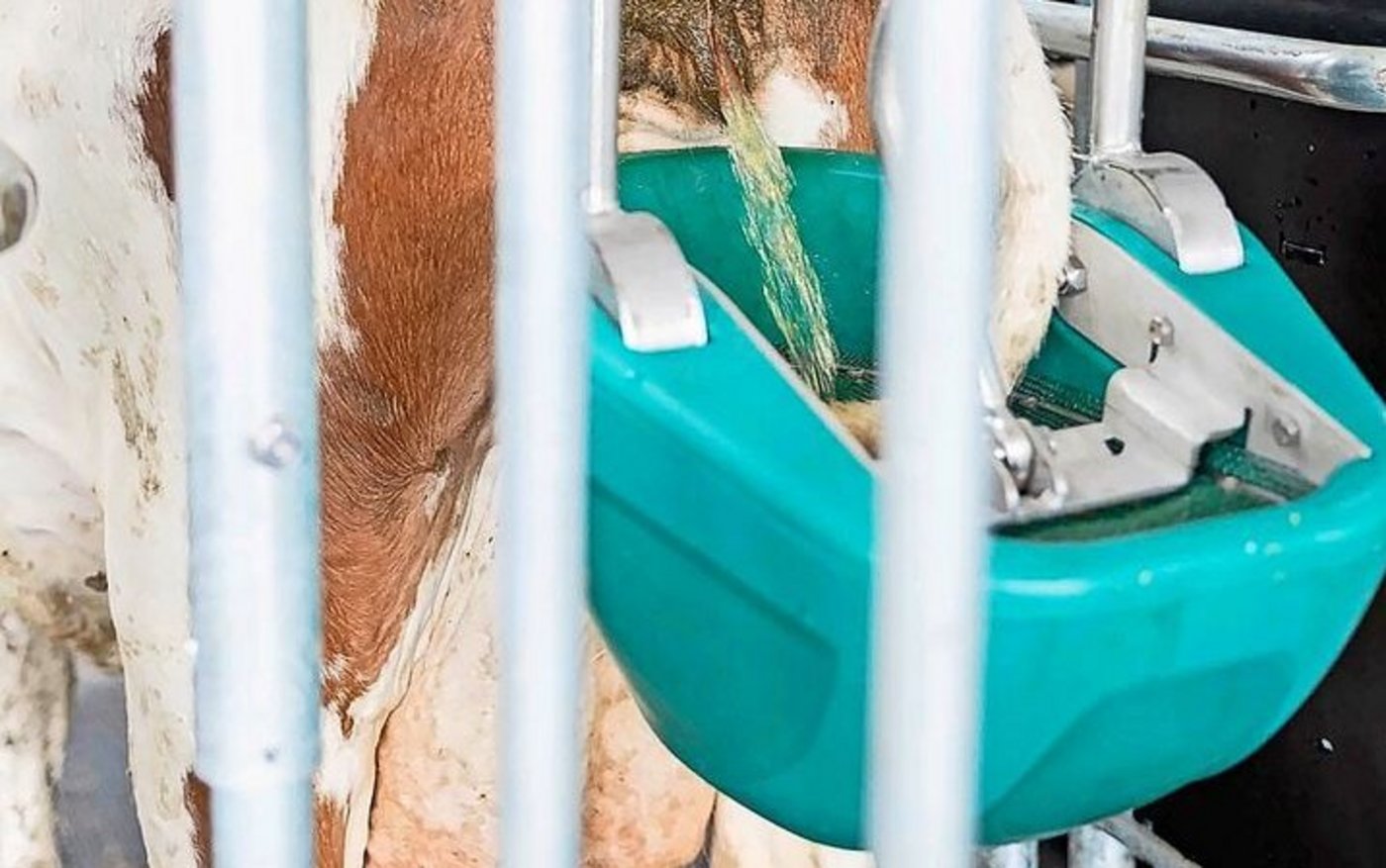 Nach der Massage wird der Urin aufgefangen und separat gelagert. 