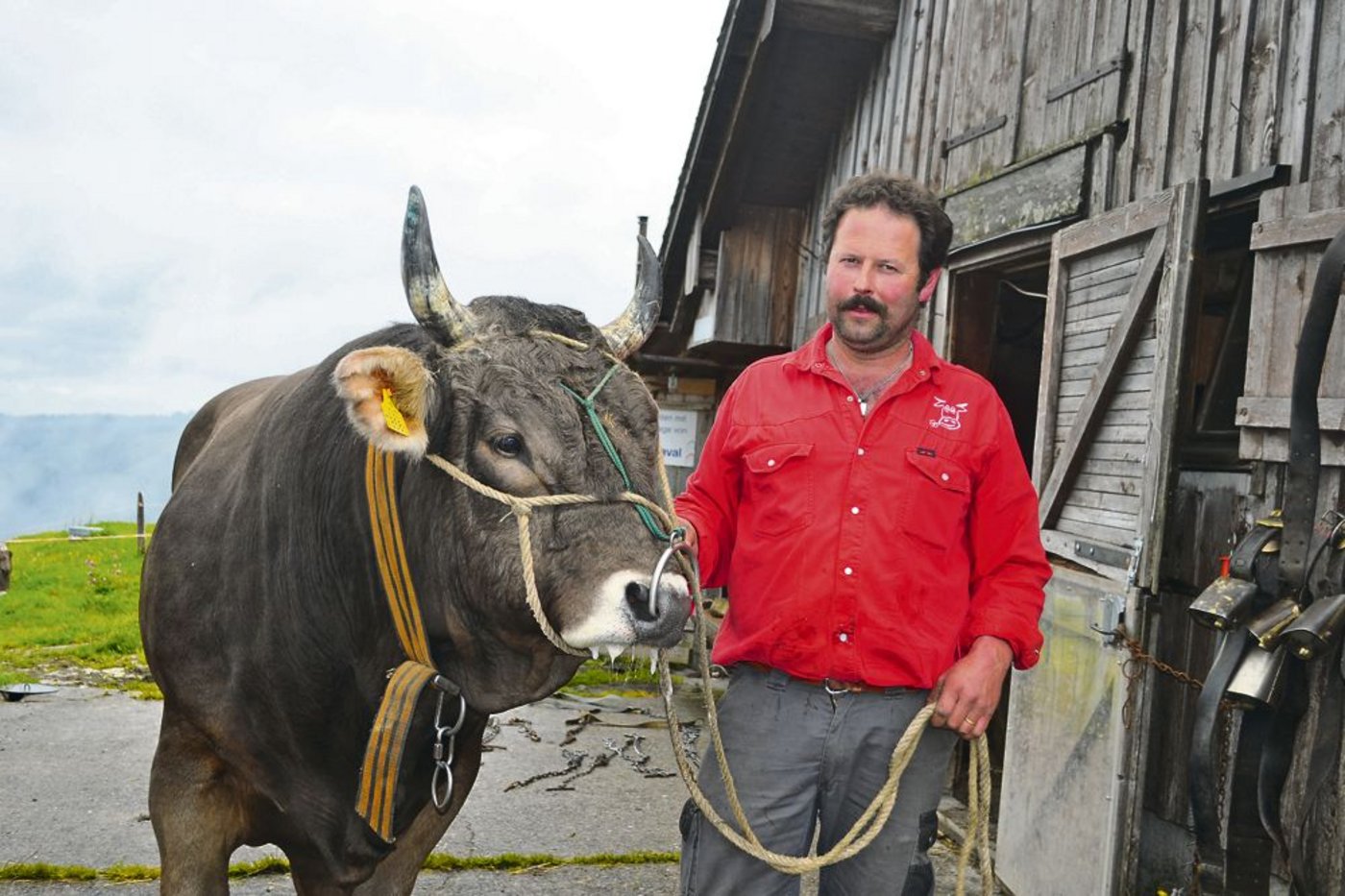 Stolz präsentiert René Späni seinen viereinhalbjährigen Stier Simon. Auch er wird den Sommer auf der Alp verbringen.
