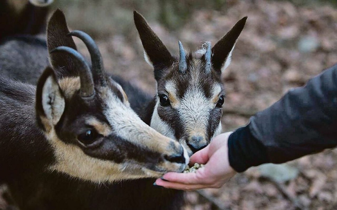 Mit Tieren auf Tuchfühlung: Einige der Vierbeiner im Zoo Alpin fressen den Besuchern Leckerli aus der Hand.