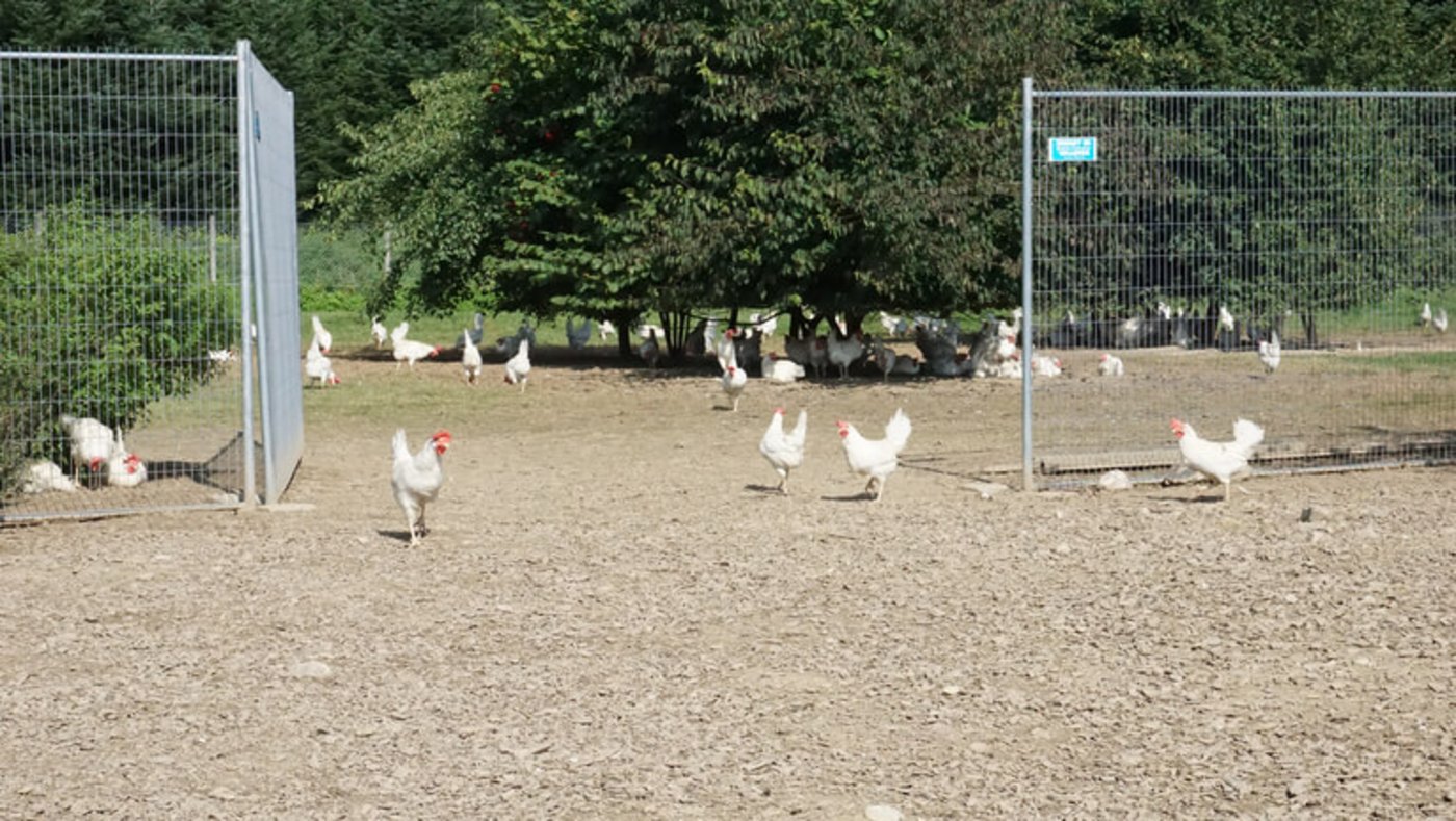 Die Hühner sind gerne draussen. 