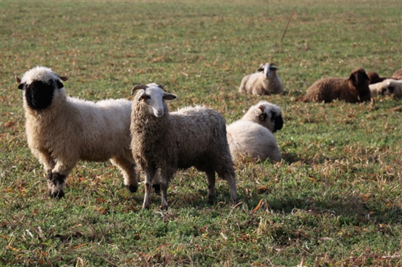 Wegen der Schussverletzungen waren vier Schafe sofort tot. (Symbolbild BauZ)