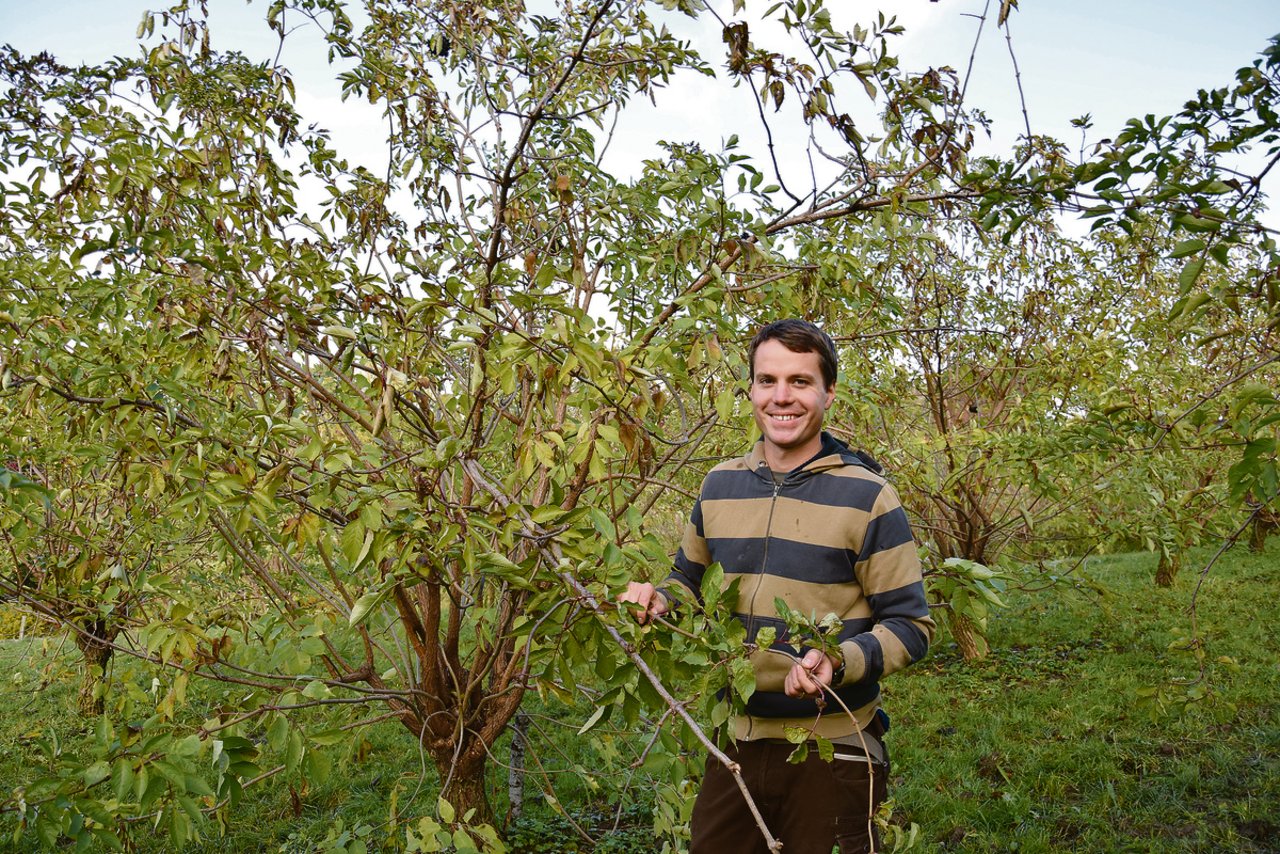 Markus Maag posiert vor den Holunderbäumen. Er hat sie bereits angepflanzt, bevor er auf den Betrieb gezogen ist. Er verkauft die getrockneten Blüten an Ricola. (Bild noe)