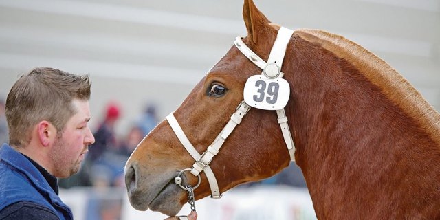 An Volvik de Jasman aus der Zucht von Familie Froidevaux hatten die Oberemmentaler Interesse gezeigt. Nun ist er in Deutschland und steht nur noch als KB-Hengst zur Verfügung. «Uninteressant für uns», sagen die Oberemmentaler. 