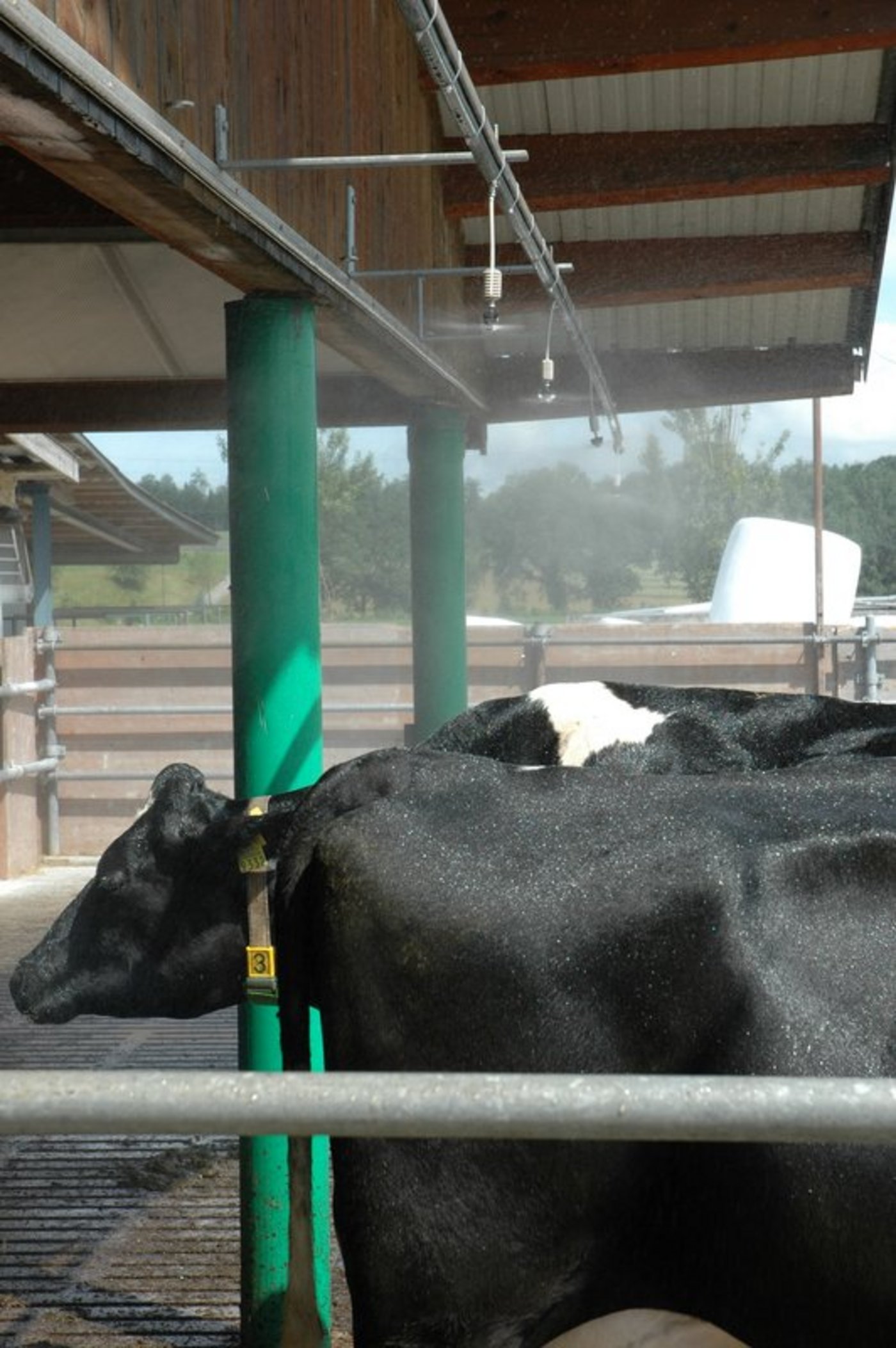 Sprinkleranlage für Kühe. (Archivbild Armin Emmenegger)
