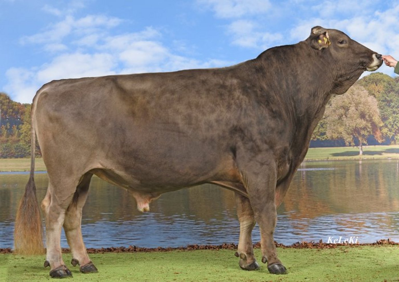 Biver, ein Sohn von Blooming, war mit über 20‘000 Samendosen der Spitzenreiter über alle Rassen. (Bild Swissgenetics)