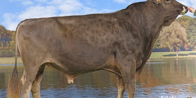 Biver, ein Sohn von Blooming, war mit über 20‘000 Samendosen der Spitzenreiter über alle Rassen. (Bild Swissgenetics)