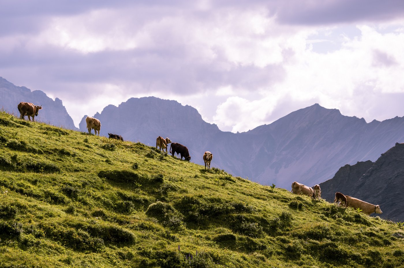 Die Daten der Identitas AG stehen ab sofort auch auf opendata.swiss zur Verfügung. (Bild  Identitas AG)