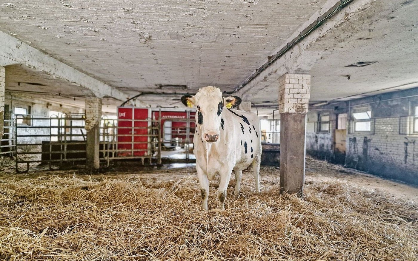 Die Milchkuhzahl ist rückläufig. Nimmt bald auch die Produzentenzahl ab? 