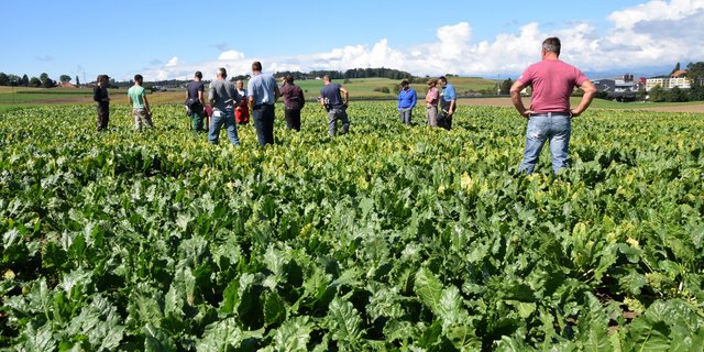 Teilnehmer begutachten ein Rübenfeld am Zuckerrüben-Flurgang, im September 2020. Die Viröse Vergilbung, welche durch die Blattlaus ausgelöst wird, ist hier klar ersichtlich. (Bild Sera Jane Hostettler)