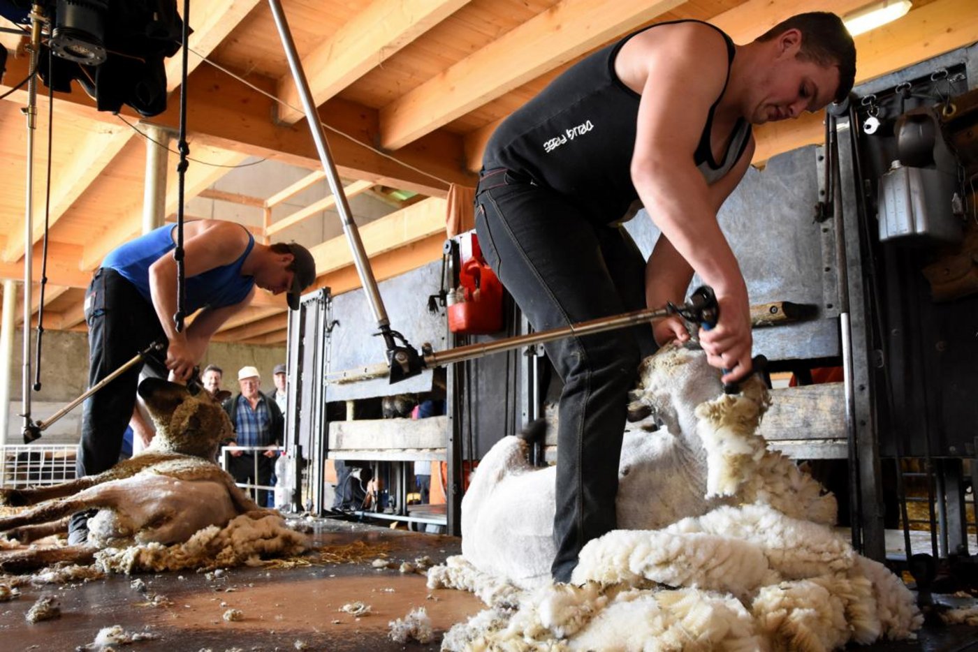Am 1. April wurden in Hallwil über 500 Schafe geschoren. Jack Fagan (vorne) und James Fagan (hinten) aus Neuseeland legten dabei ein bewundernswertes Tempo vor. (Bilder Andreas Walker)