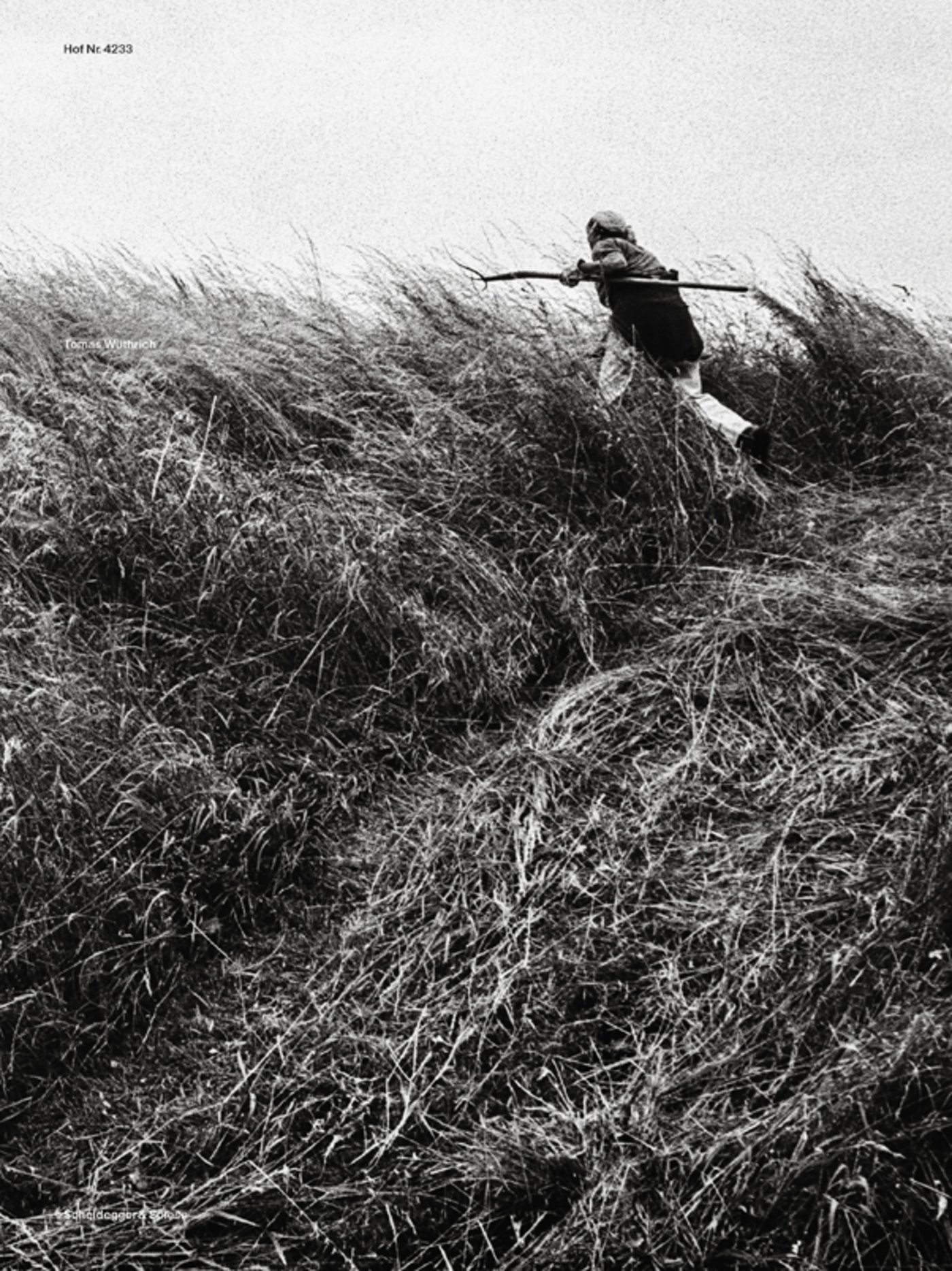 Ruth Wüthrich sucht während dem Mähen des Ökoheus den Markstein. (Bild Tomas Wüthrich)