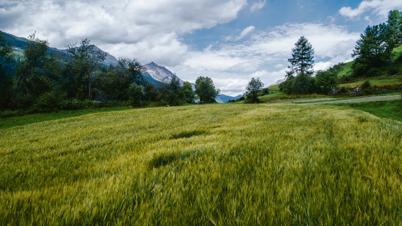 Der Getreideanbau hat im Val Müstair eine lange Tradition. Mit Investitionen in die Getreidesammelstelle und dem Kauf einer Kleinmühle soll diese Tradition gewahrt werden. (Bild Gaudenz Danuser)